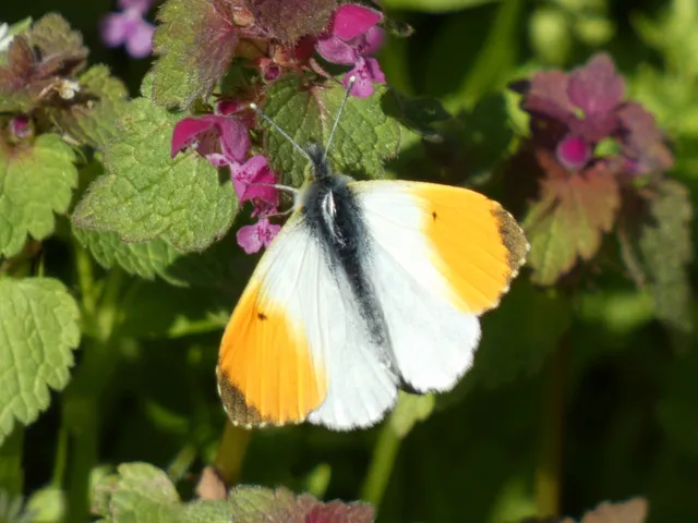 Anthocharis cardamines - hajnalpírlepke