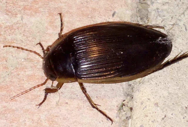 Dytiscus dimidiatus - tompacsípős csíkbogár
