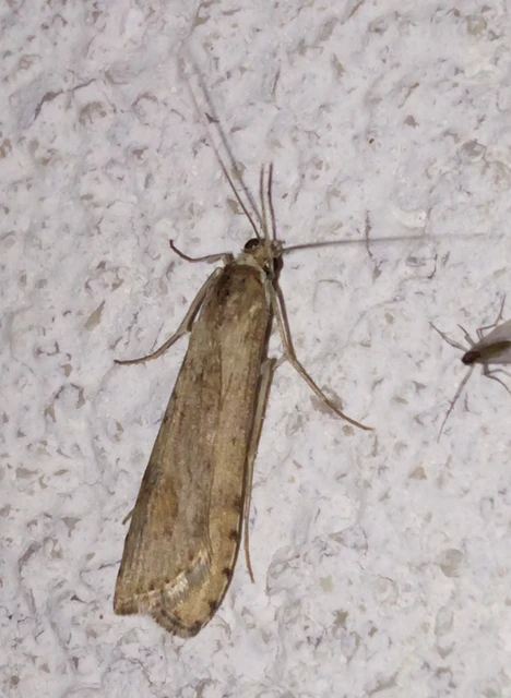 Nomophila noctuella - közönséges vándormoly