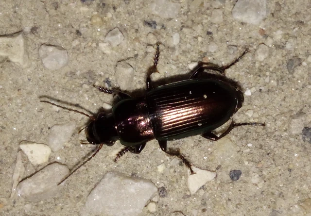 Harpalus distinguendus - mezei lomhafutó