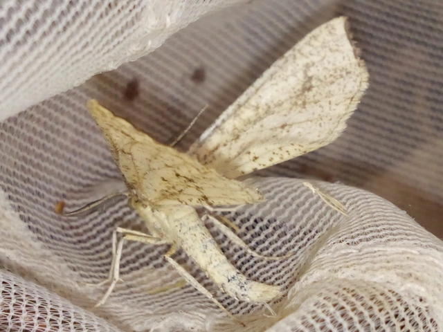 Hypoxystis pluviaria - hegyesszárnyú lápiaraszoló