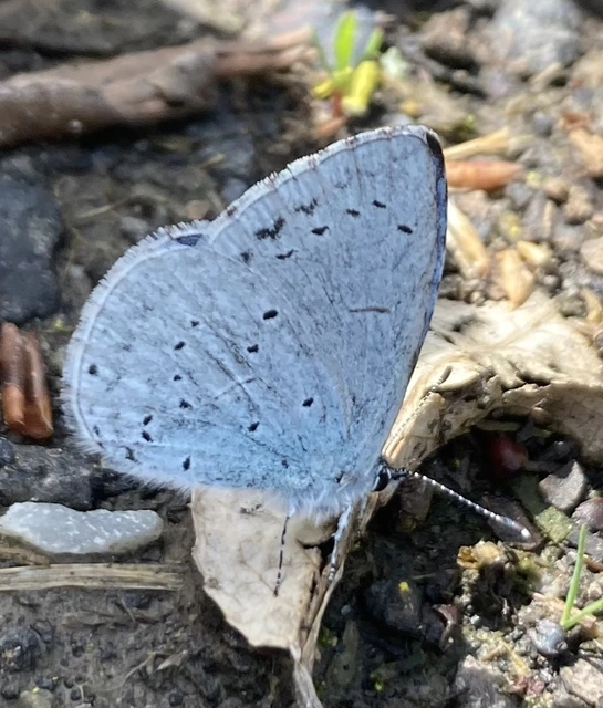 Celastrina argiolus - bengeboglárka