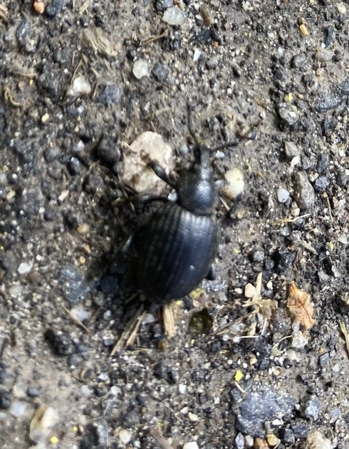 Otiorhynchus catenulatus - gyászos gyalogormányos