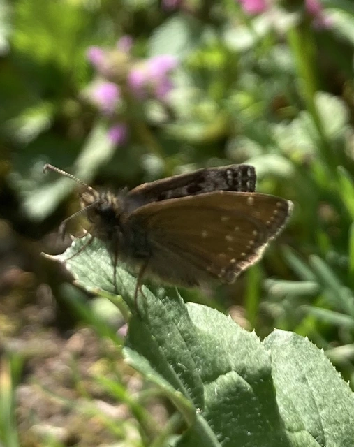 Erynnis tages - cigánylepke
