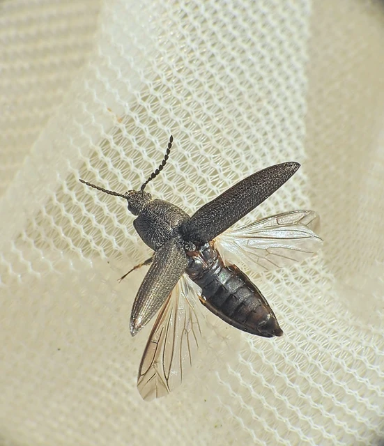 Elateridae - pattanóbogárfélék