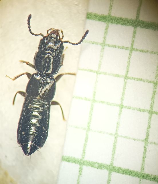 Platystethus nitens - réti korhóholyva
