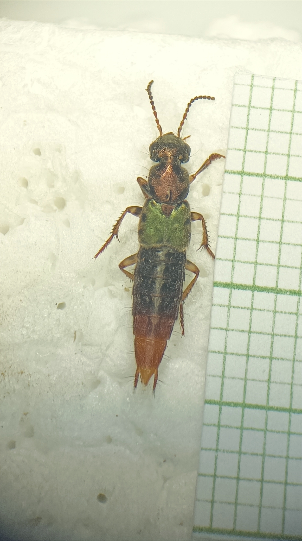 Abemus chloropterus - ékes holyva