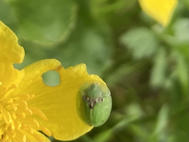 Cassida rubiginosa - lapos pajzsbogár Cassida rubiginosa - lapos pajzsbogár