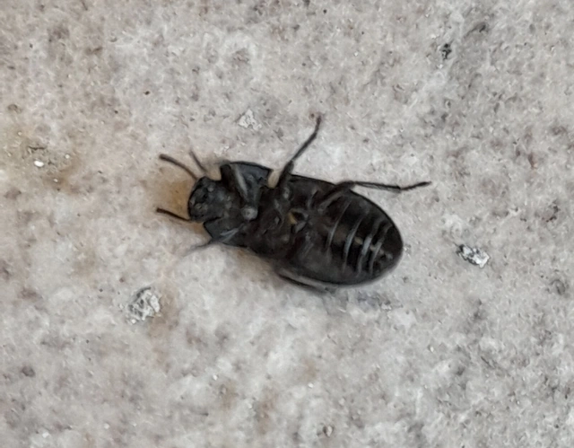Gonocephalum granulatum pusillum