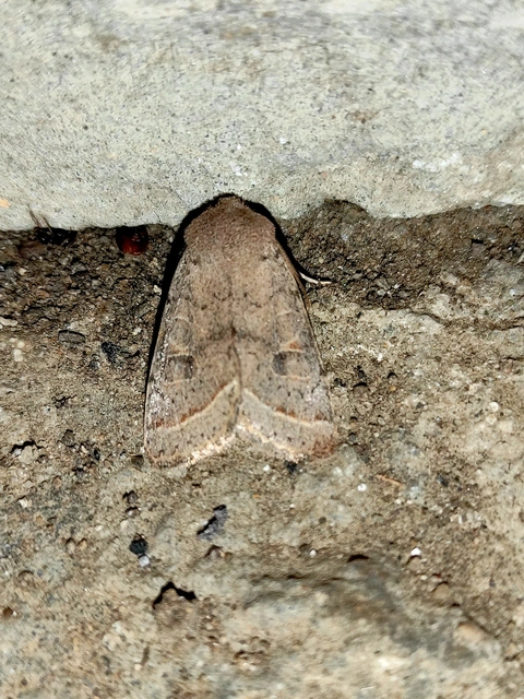 Orthosia cerasi - közepes barkabagoly