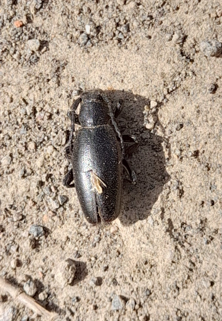 Dorcadion aethiops - fekete gyalogcincér