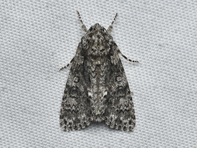 Acronicta rumicis - sóska-szigonyosbagoly