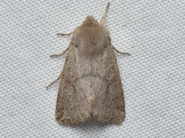 Orthosia cerasi - közepes barkabagoly