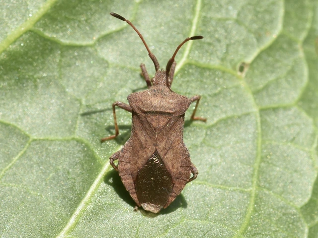 Coreus marginatus - közönséges karimáspoloska