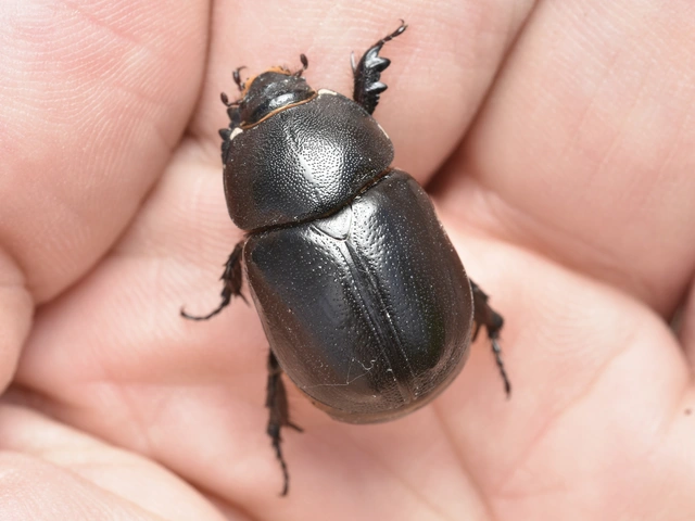 Pentodon idiota - butabogár