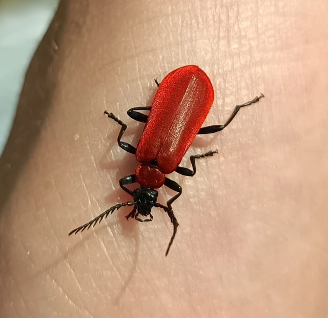 Pyrochroa coccinea - nagy bíborbogár