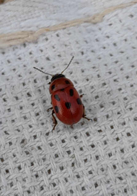 Gonioctena fornicata - közönséges lucernabogár