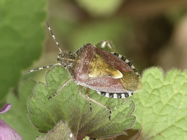 Dolycoris baccarum - közönséges bogyómászó-poloska Dolycoris baccarum - közönséges bogyómászó-poloska