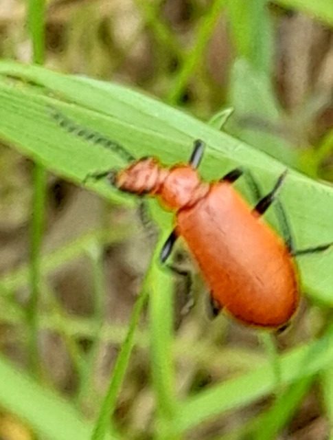 Pyrochroa serraticornis - közép-bíborbogár