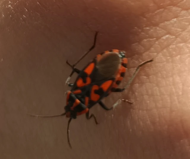 Spilostethus saxatilis - virágbodobács