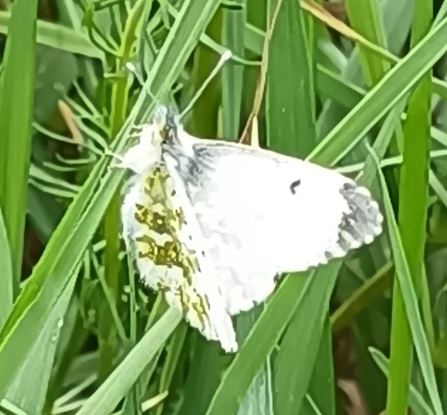 Anthocharis cardamines - hajnalpírlepke