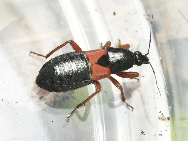 Prostemma guttula - vöröslábú tolvajpoloska