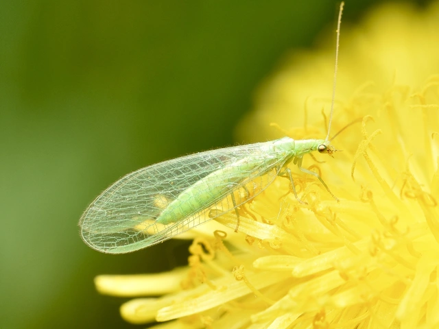 Chrysopidae - zöldfátyolkák