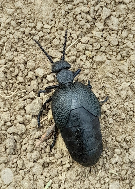 Meloe cicatricosus - óriásnünüke