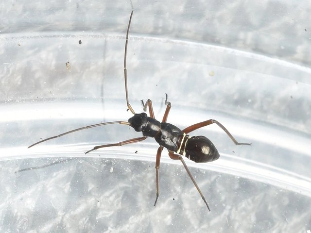 Miris striatus - sávos mezeipoloska