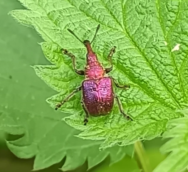 Rhynchites auratus - aranyos eszelény