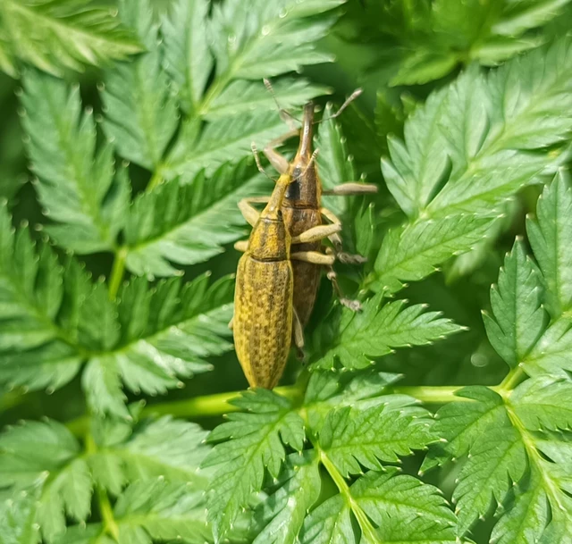Lixus iridis - bürökfúró dudvabarkó