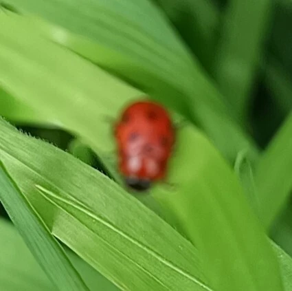 Gonioctena fornicata - közönséges lucernabogár