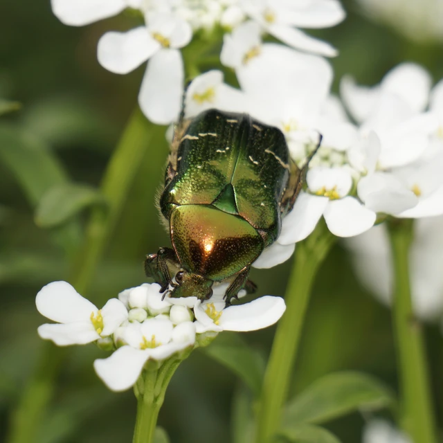 Cetonia aurata - aranyos virágbogár