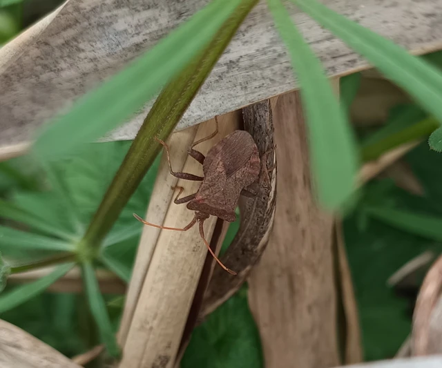 Coreus marginatus - közönséges karimáspoloska