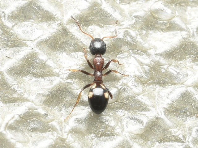 Dolichoderus quadripunctatus - négypettyes erdeihangya