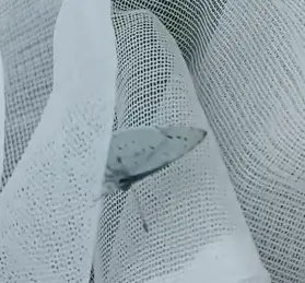 Celastrina argiolus - bengeboglárka
