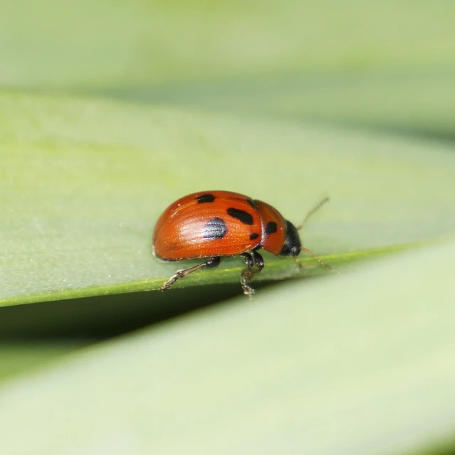 Gonioctena fornicata - közönséges lucernabogár