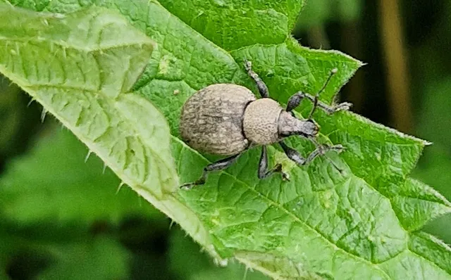 Otiorhynchus ligustici - vincellér-gyalogormányos