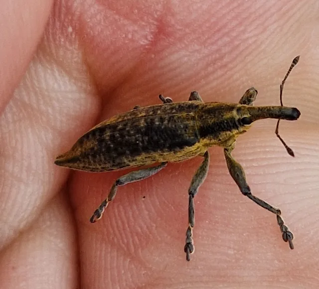 Lixus iridis - bürökfúró dudvabarkó