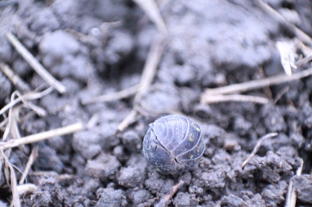 Isopoda - Ászkarákok