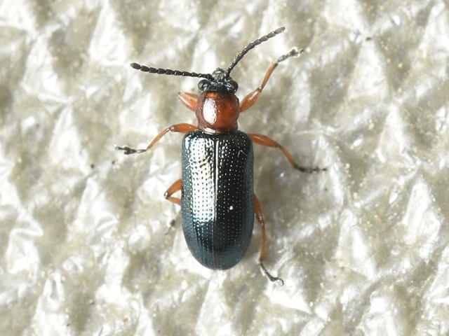 Oulema melanopus/duftschmidi