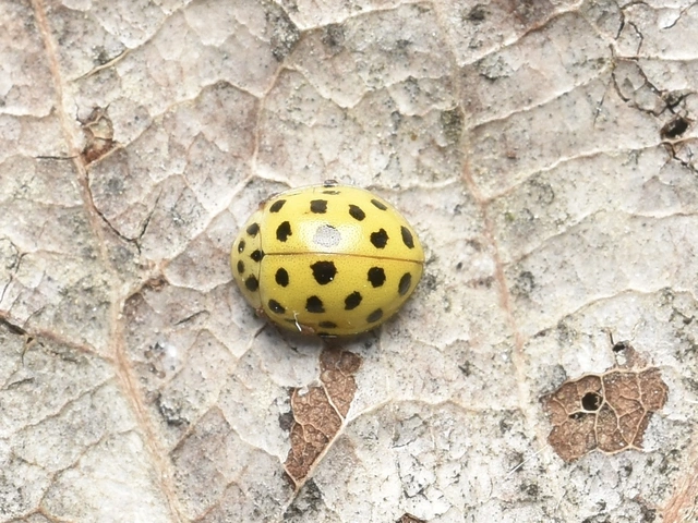 Psyllobora vigintiduopunctata - huszonkétpettyes katica