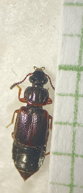 Omalium rivulare - gödörkés barázdásholyva