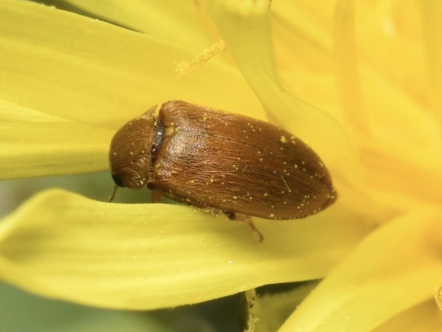 Byturus ochraceus - gyömbérgyökérbogár