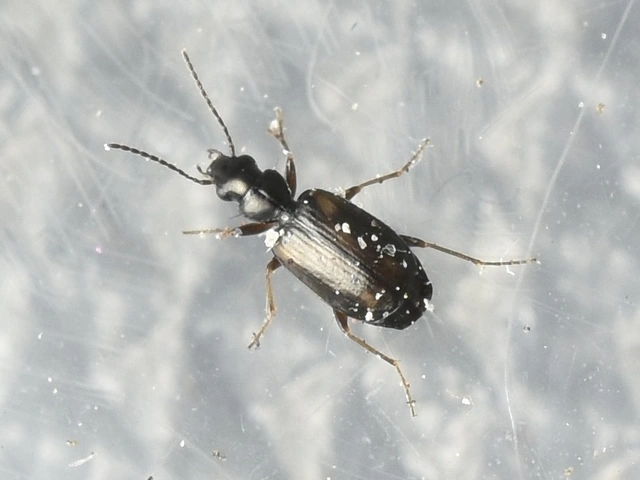 Syntomus obscuroguttatus - négyfoltos gyökérfutó