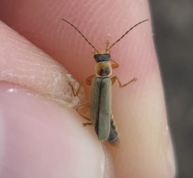 Metacantharis clypeata - tavaszi lágybogár