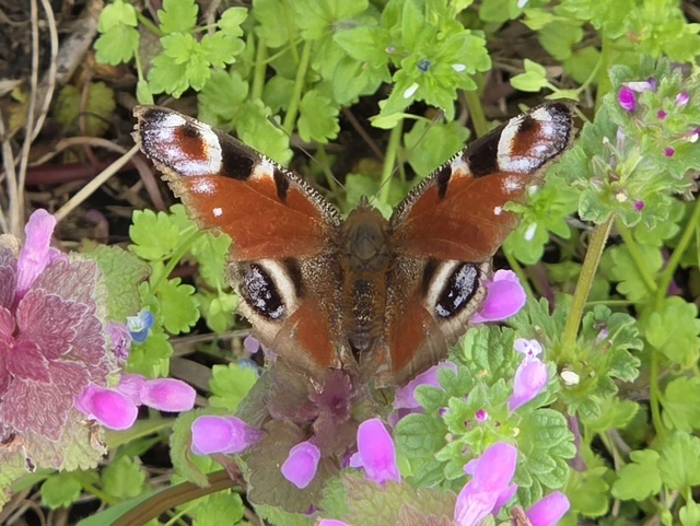Nymphalis io - nappali pávaszem