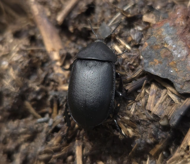 Ablattaria laevigata - sima csigarabló
