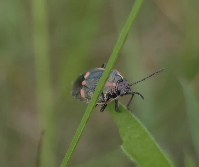 Eurydema oleracea - paréjpoloska Eurydema oleracea - paréjpoloska