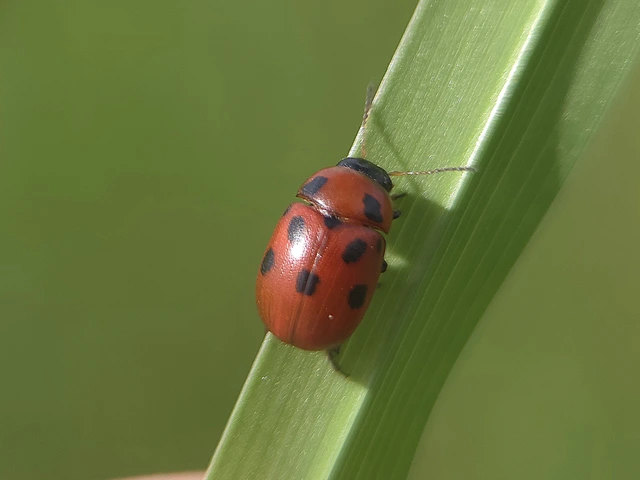 Gonioctena fornicata - közönséges lucernabogár